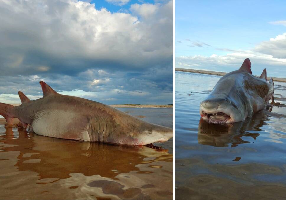 Sad Sight': Potentially Endangered Shark Washes Up On Lake Wollumboola |  Inner East Review | Melbourne, Victoria