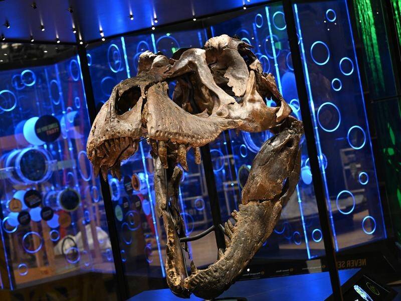 A Tyrannosaurus rex fossil with a 139kg skull is set to take pride of place at Melbourne Museum. (James Ross/AAP PHOTOS)