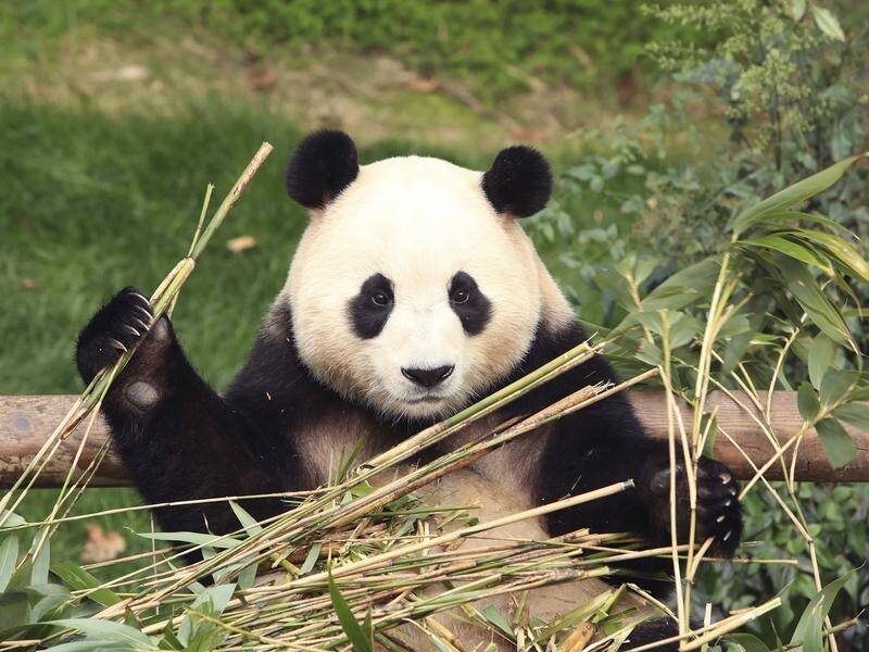 Giant panda Fu Bao, born in South Korea, is relocating to China for breeding before she turns four. (AP PHOTO)